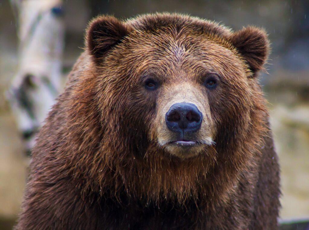 Les animaux de la montagne : quelle faune en altitude ?