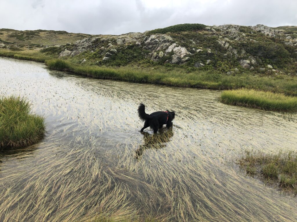 Randonner avec son chien : nos conseils pratiques