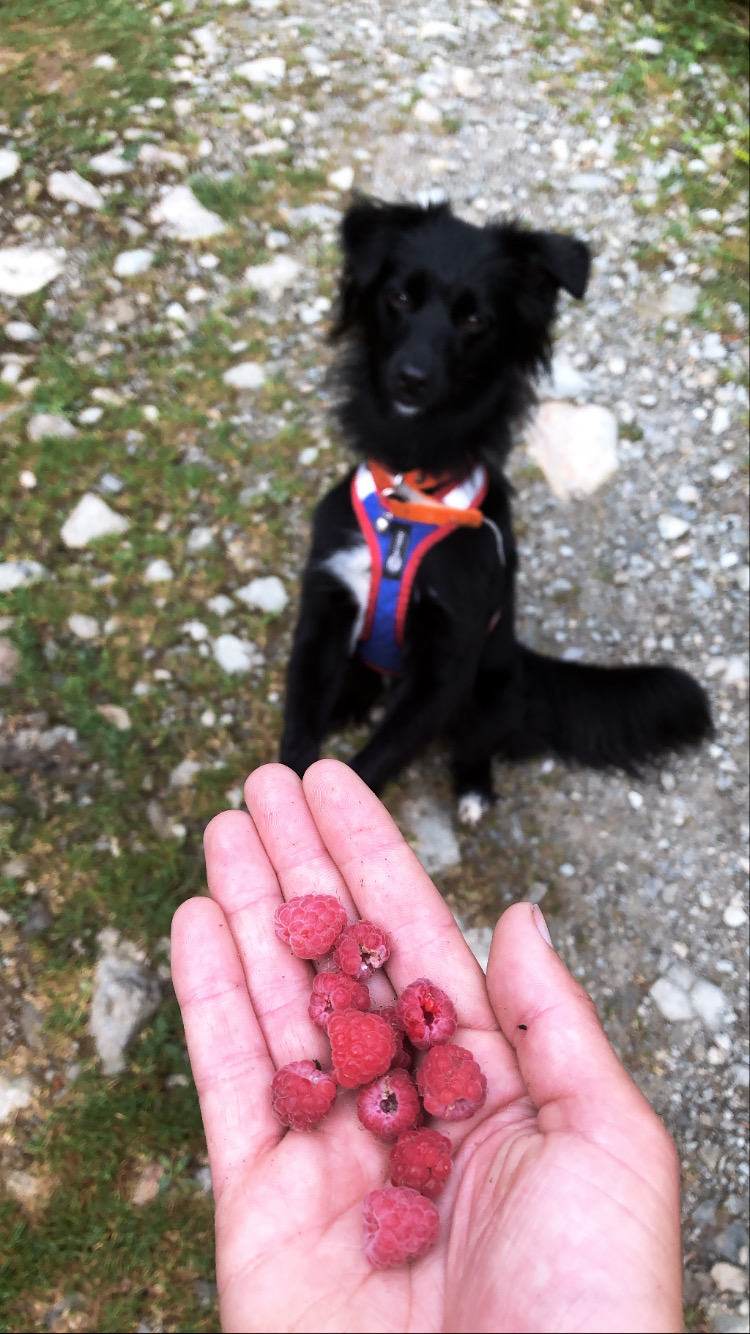 Randonner avec son chien : nos conseils pratiques