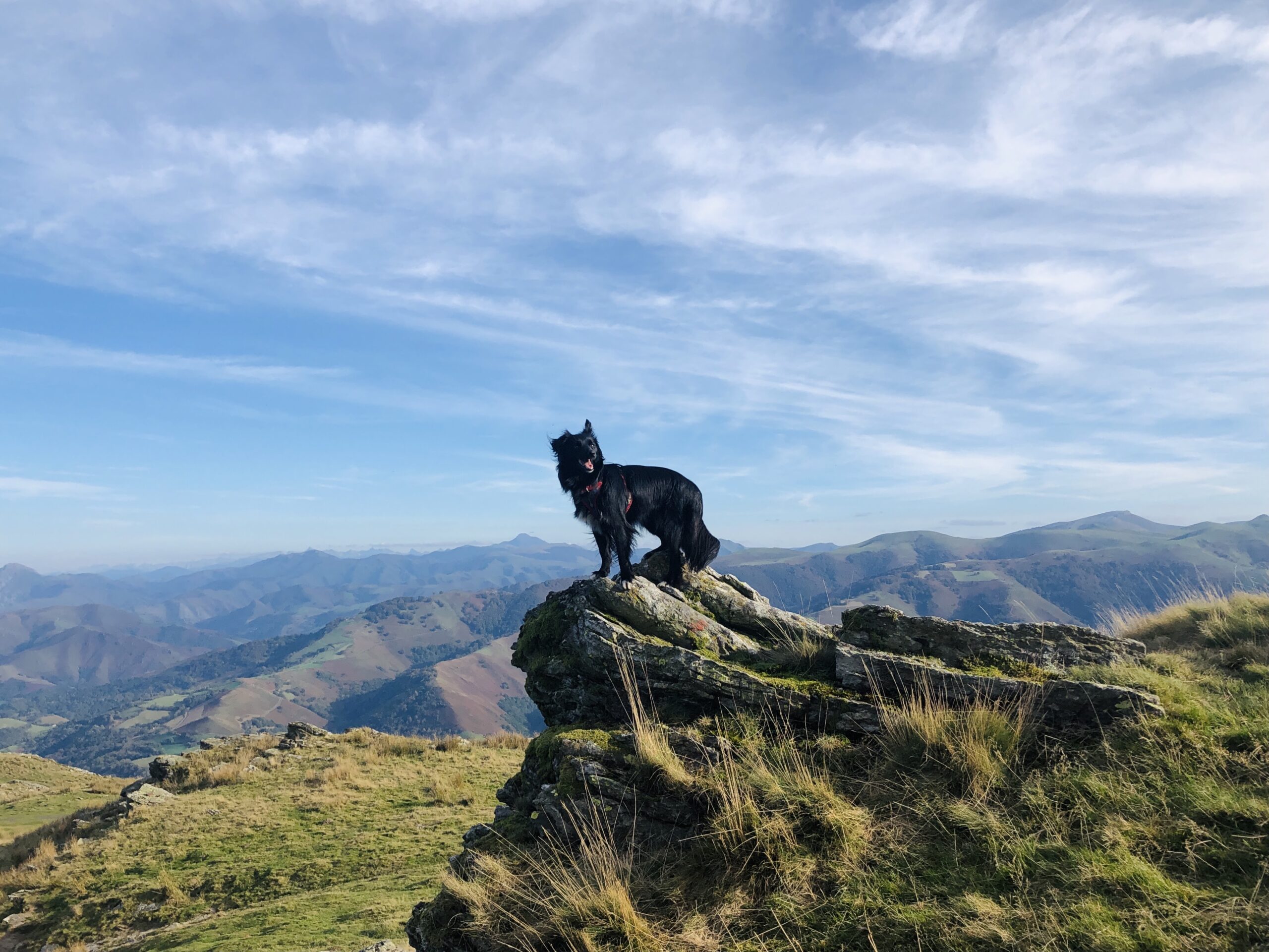 Randonner avec son chien : nos conseils pratiques