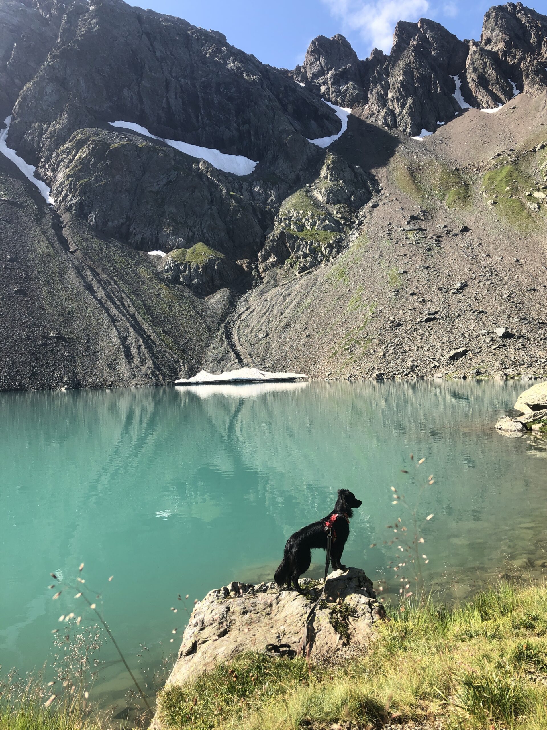 Randonner avec son chien : nos conseils pratiques