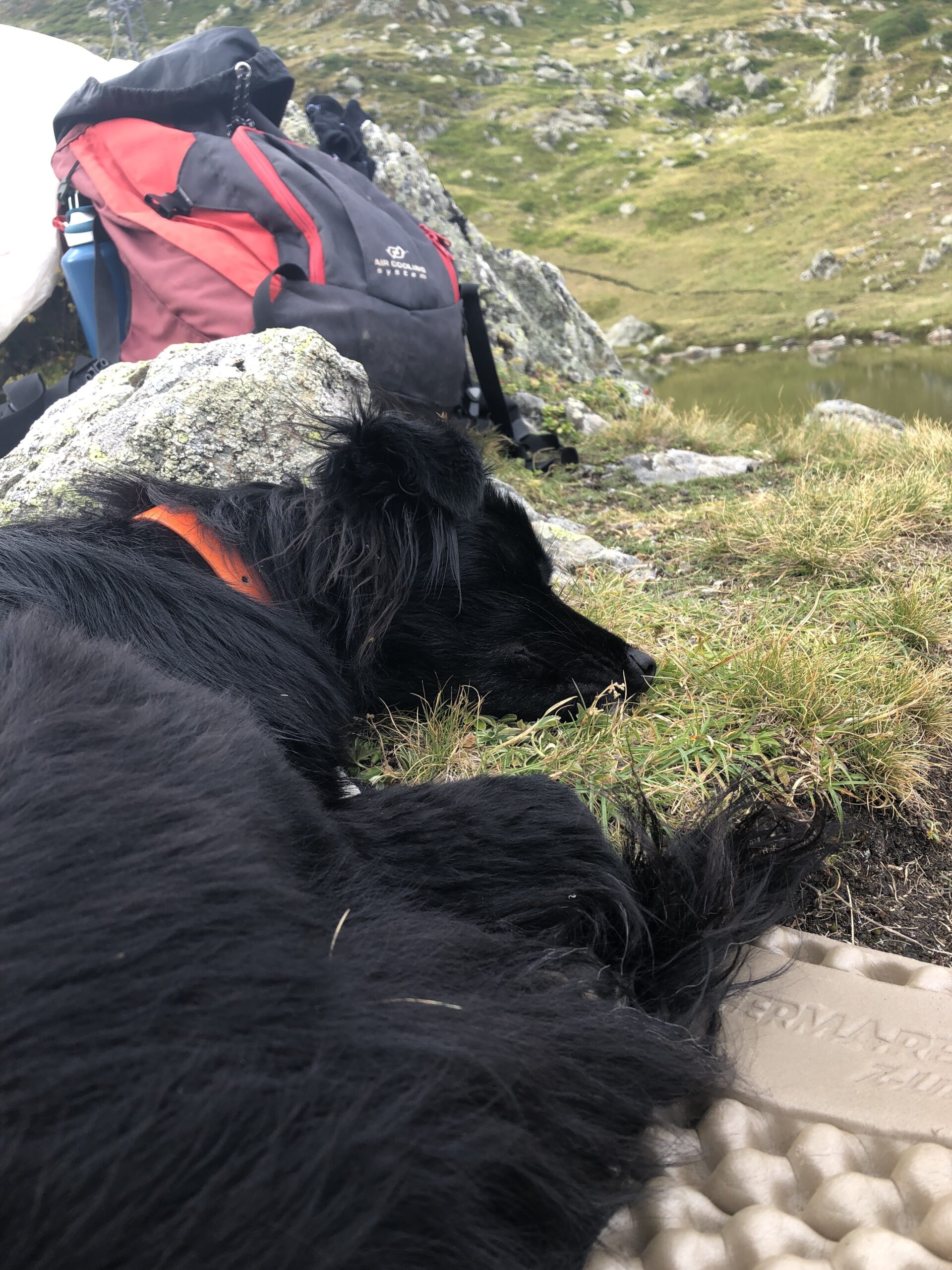 Randonner avec son chien : nos conseils pratiques