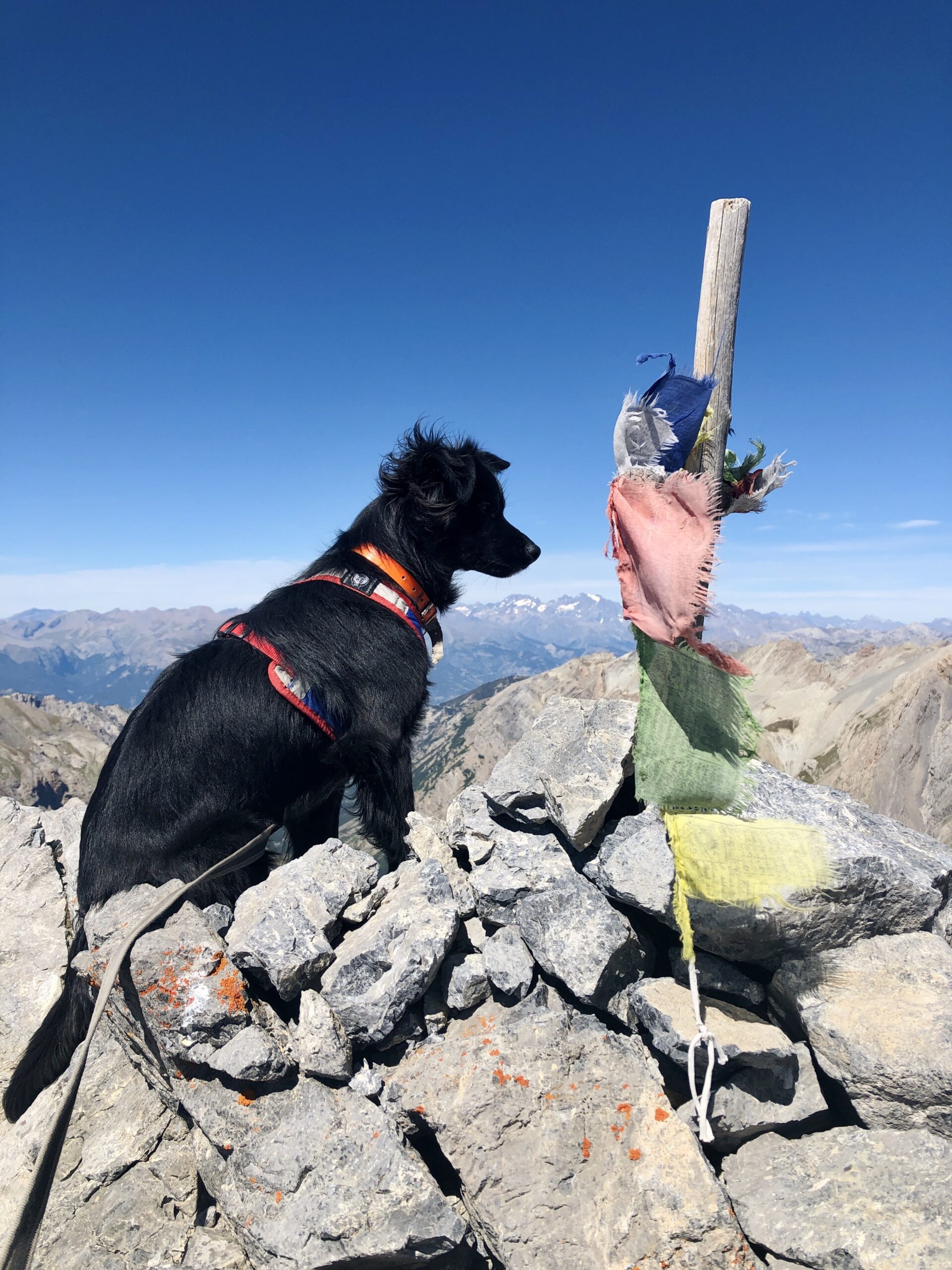 Randonner avec son chien