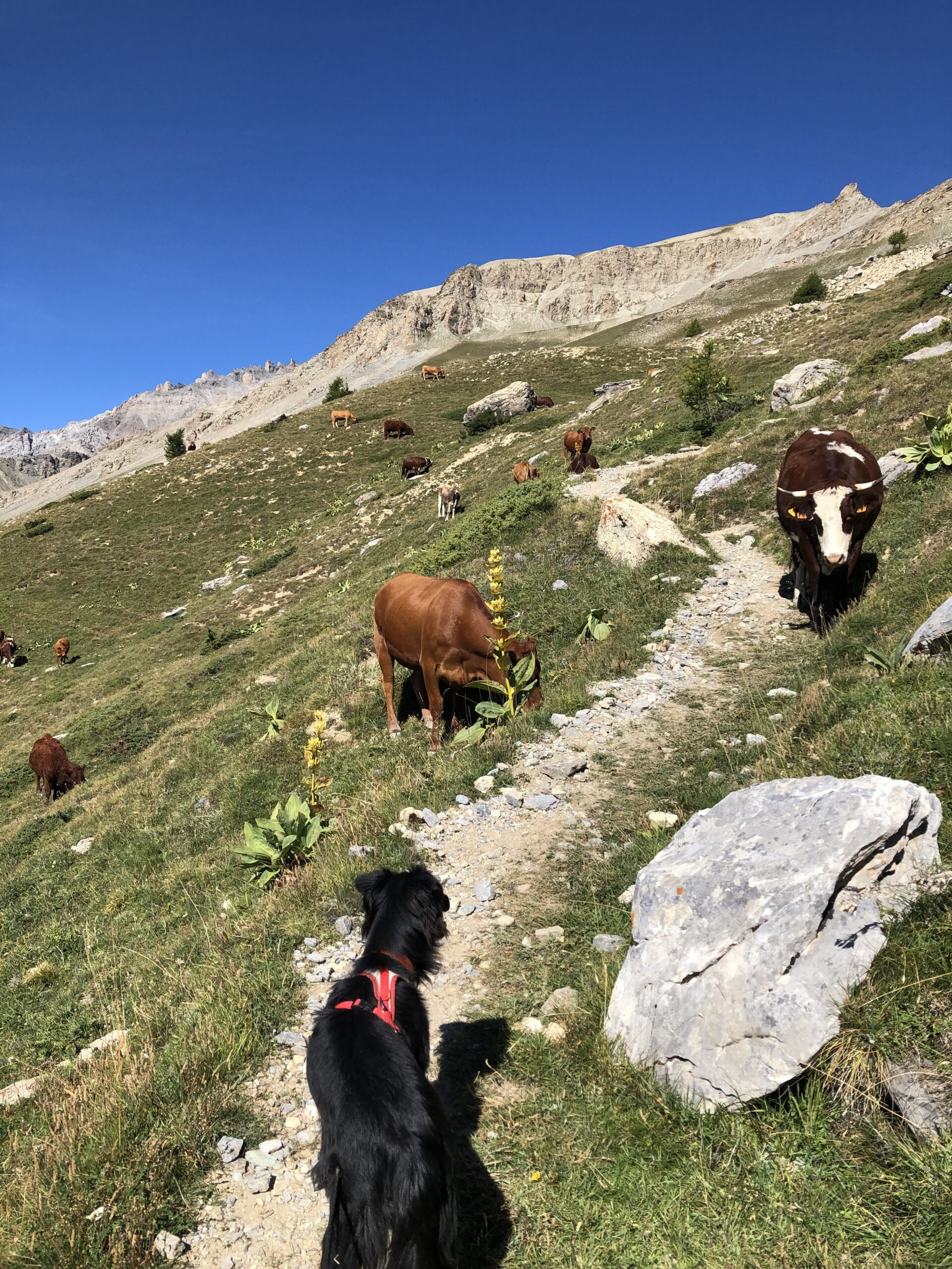Randonner avec son chien : nos conseils pratiques