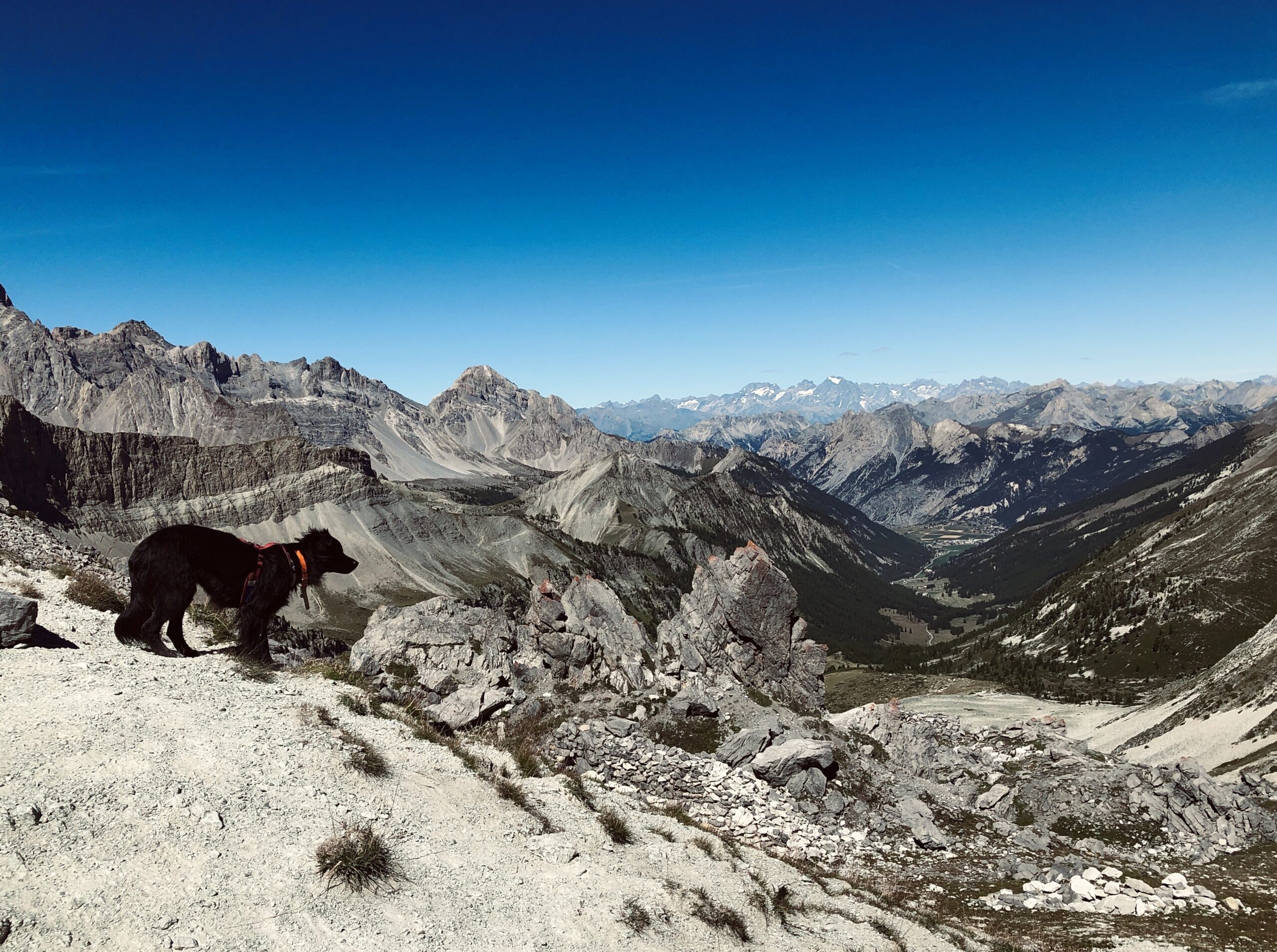 Randonner avec son chien : nos conseils pratiques