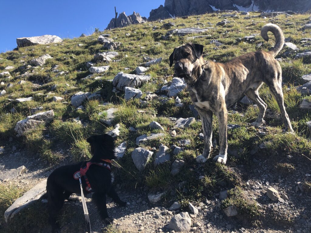 Randonner avec son chien : nos conseils pratiques