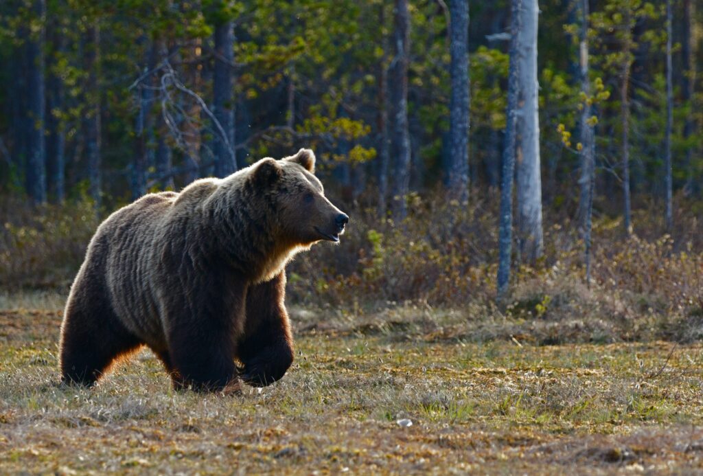 Ours en randonnée