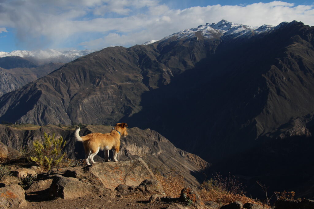 Trek du canyon de Colca