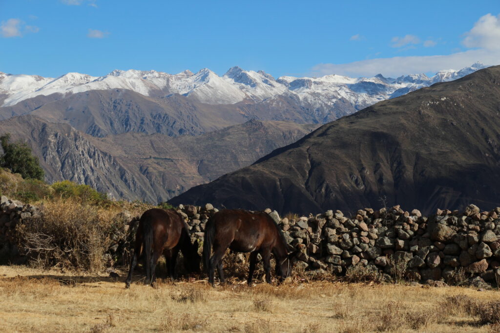 Trek du canyon de Colca