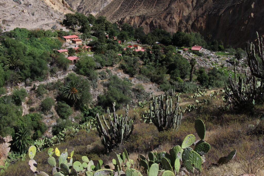 Trek du canyon de Colca en 2 jours : récit, étapes et conseils