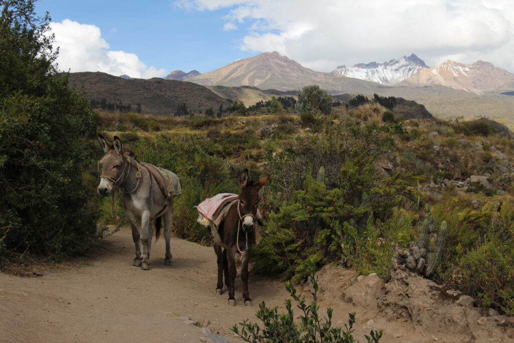 Trek du canyon de Colca en 2 jours : récit, étapes et conseils