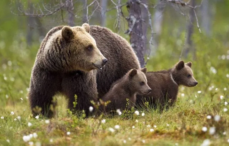 Les ours en randonnée : que faire en cas de rencontre ?