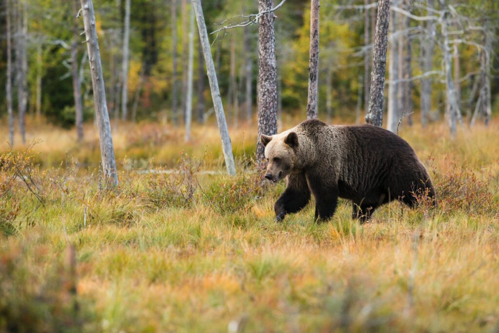 Les ours en randonnée : que faire en cas de rencontre ?
