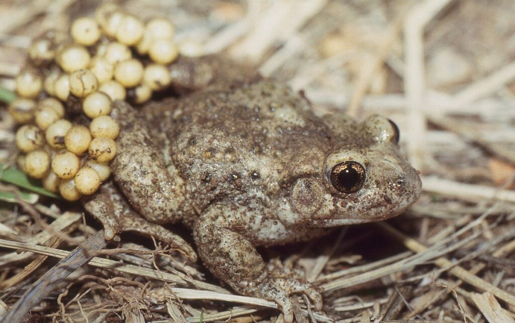 Les animaux de la montagne : quelle faune en altitude ?