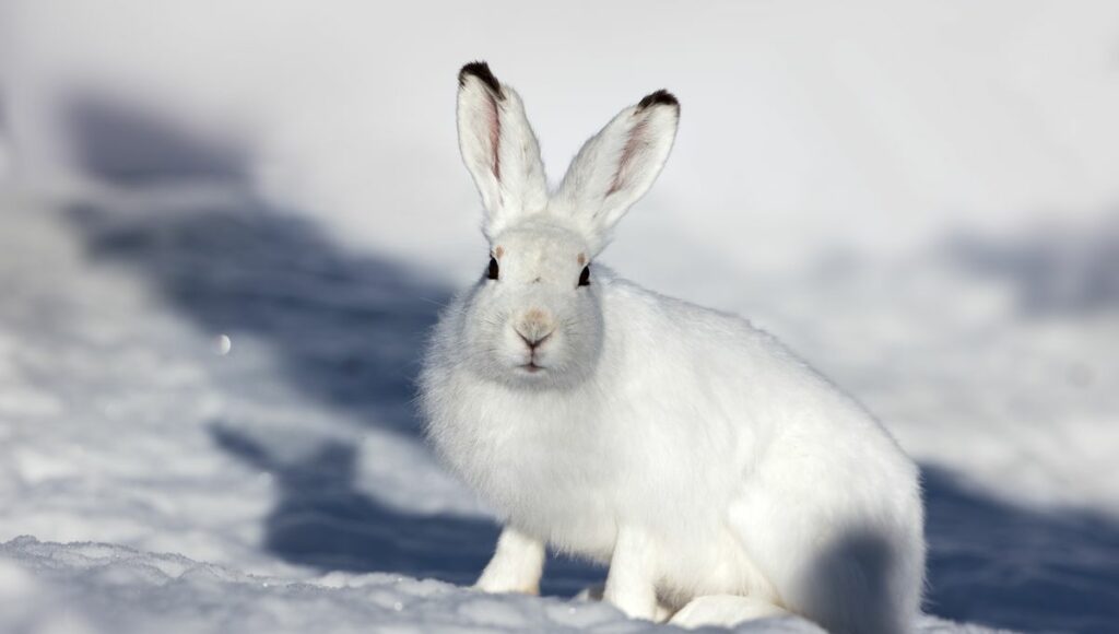 Les animaux de la montagne : quelle faune en altitude ?