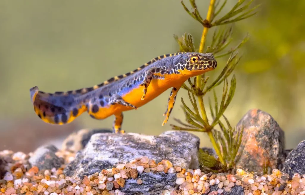Les animaux de la montagne : quelle faune en altitude ?