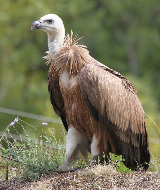 Les animaux de la montagne : quelle faune en altitude ?