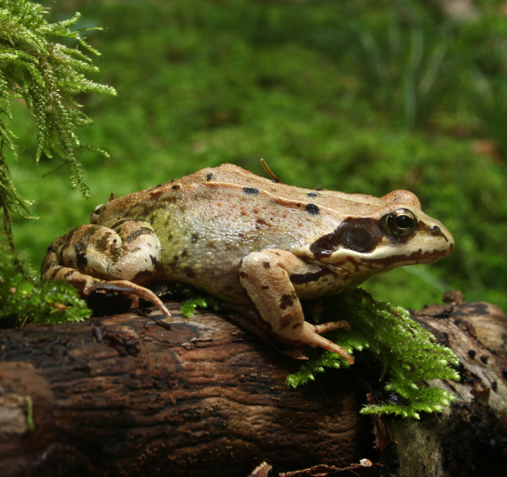 Les animaux de la montagne : quelle faune en altitude ?