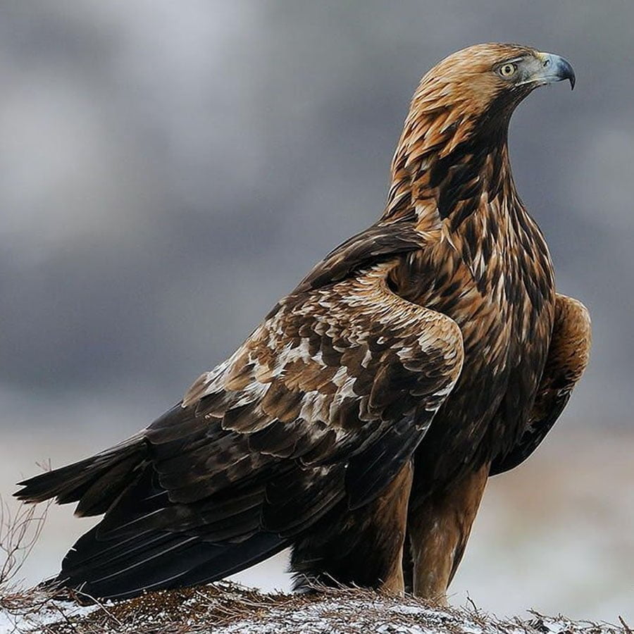 Les animaux de la montagne : quelle faune en altitude ?