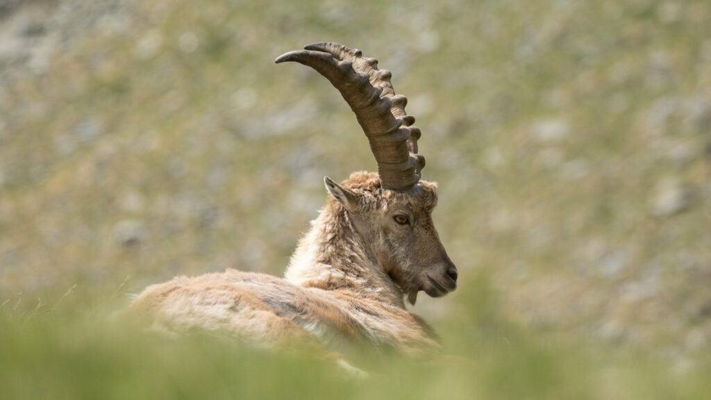 Les animaux de la montagne : quelle faune en France ?