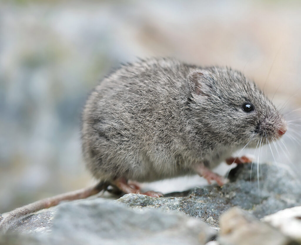 Les animaux de la montagne : quelle faune en altitude ?