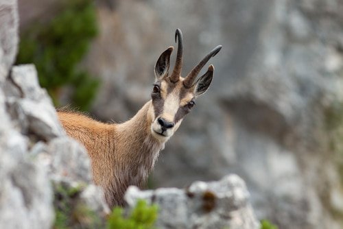 Chamois ou bouquetin : quelle différences ?