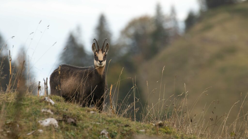 Chamois ou bouquetin : quelle différences ?