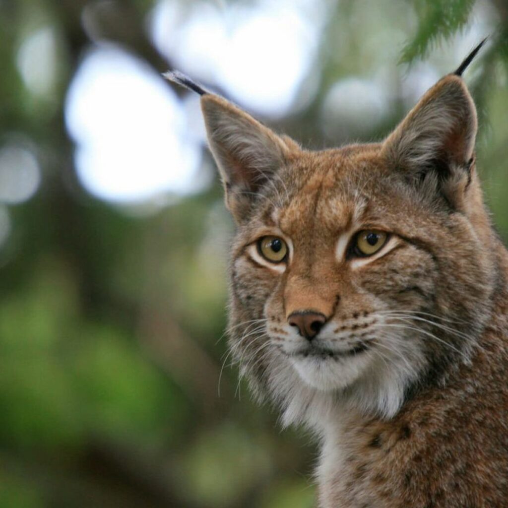 Les animaux de la montagne : quelle faune en altitude ?