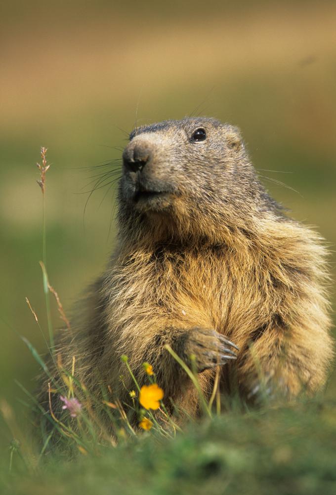 Les animaux de la montagne : quelle faune en altitude ?
