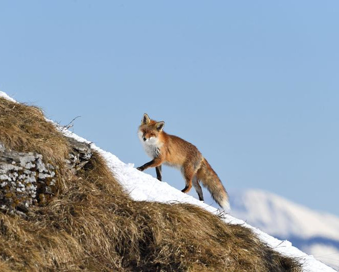 Les animaux de la montagne : quelle faune en altitude ?