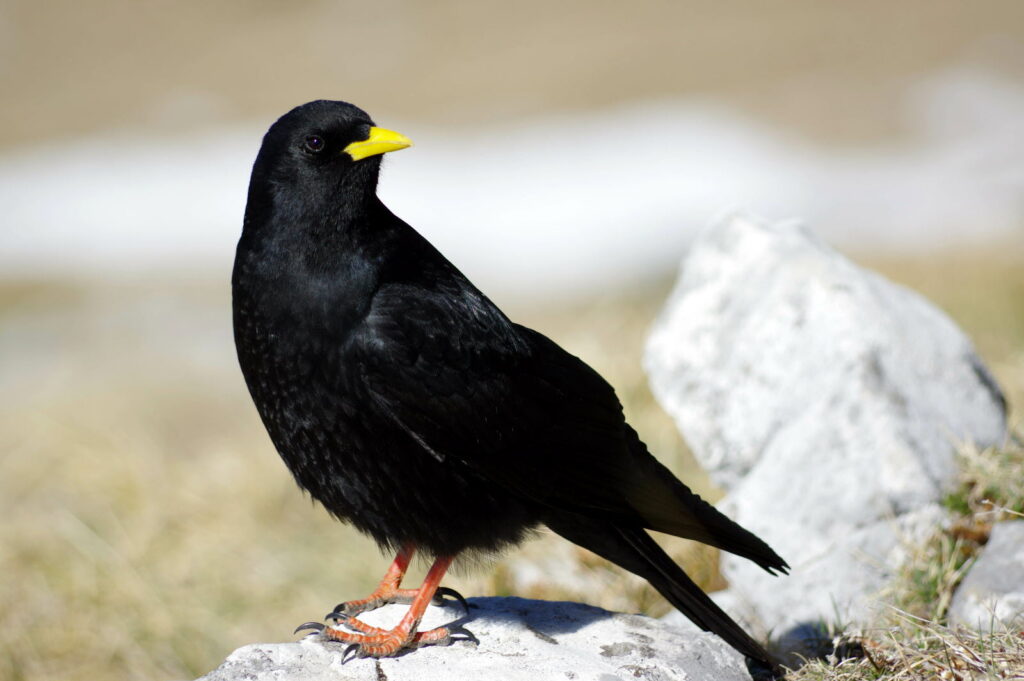 Les animaux de la montagne : quelle faune en altitude ?