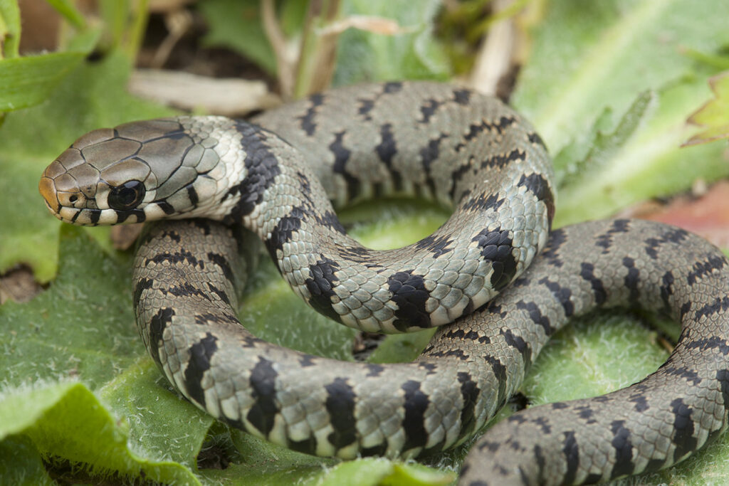 Que faire en cas de morsure de serpent ?