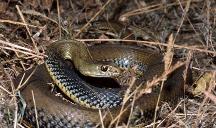 Que faire en cas de morsure de serpent ?