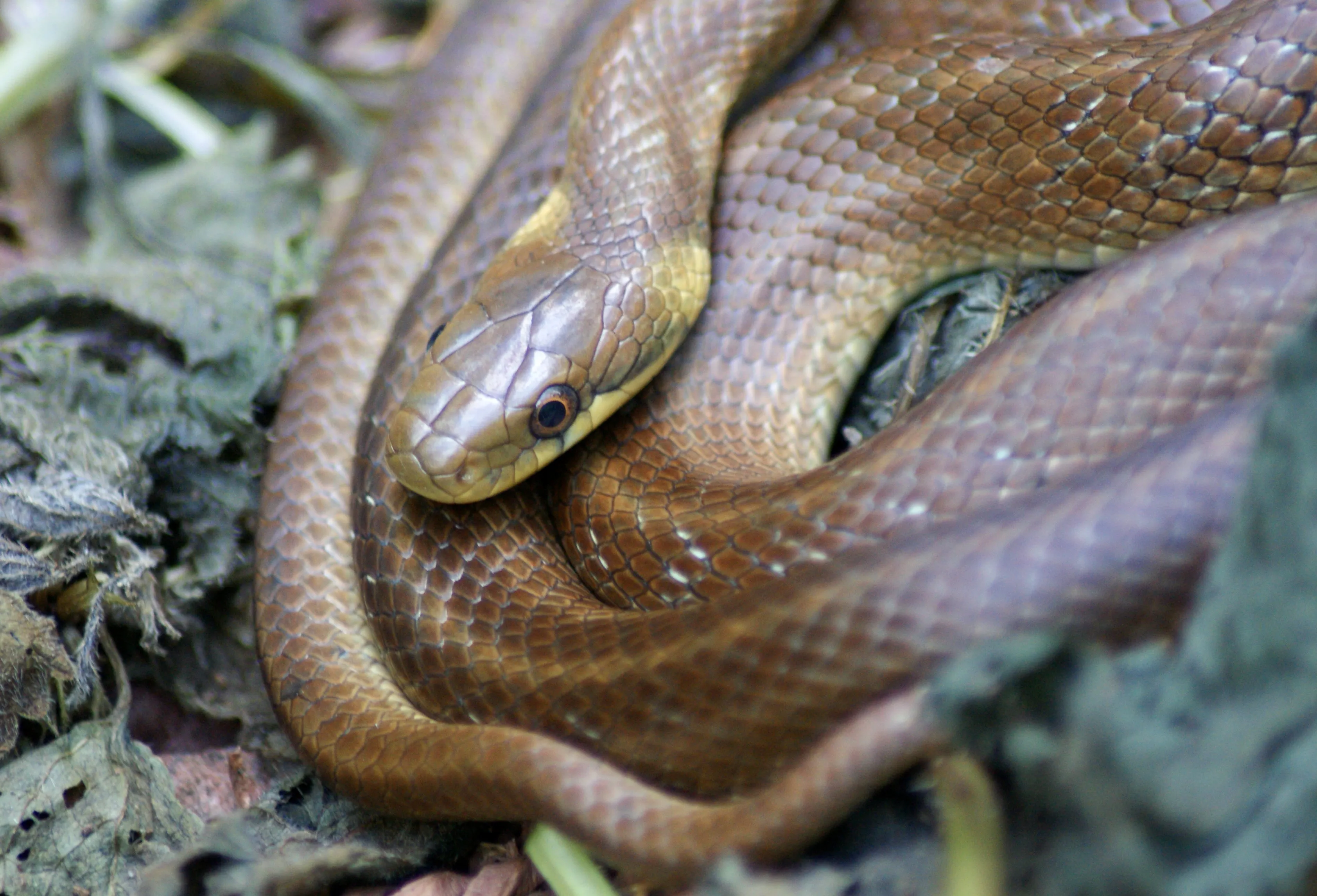 Que faire en cas de morsure de serpent ?