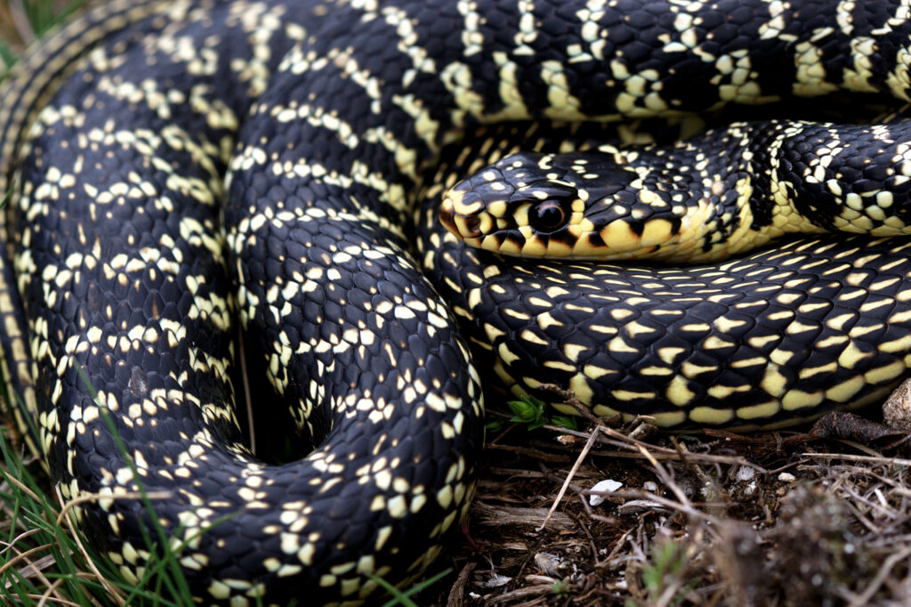 Que faire en cas de morsure de serpent ?