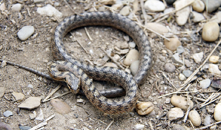 Que faire en cas de morsure de serpent ?