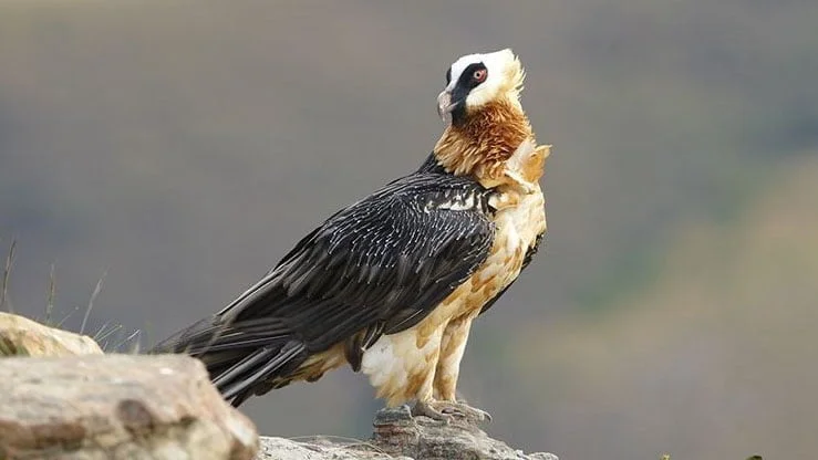 Les animaux de la montagne : quelle faune en altitude ?