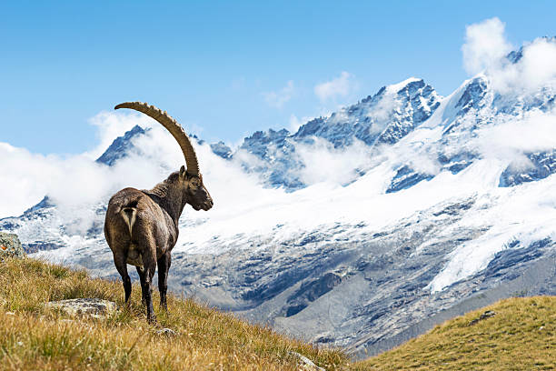 Chamois ou bouquetin : quelle différences ?