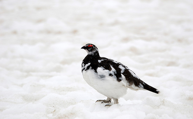 Les animaux de la montagne : quelle faune en altitude ?