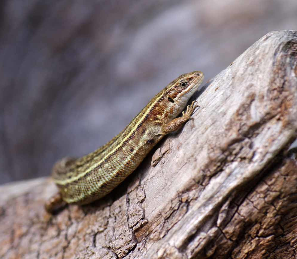 Les animaux de la montagne : quelle faune en altitude ?