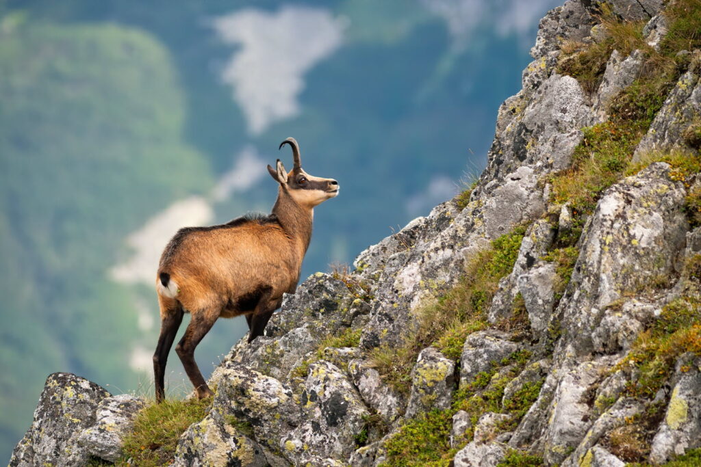 Chamois ou bouquetin : quelle différences ?