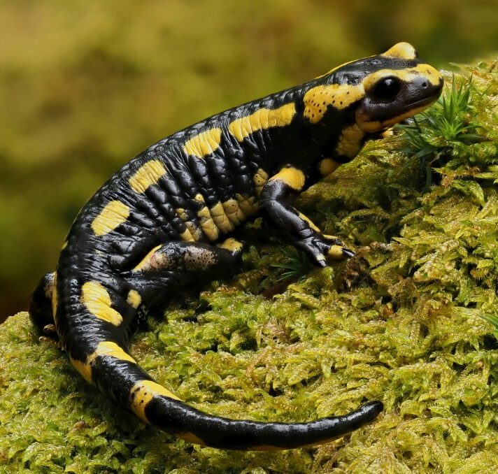 Les animaux de la montagne : quelle faune en altitude ?
