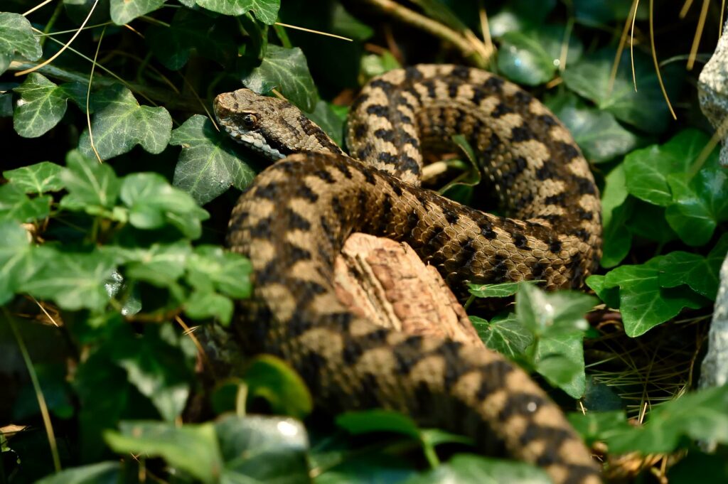 Les animaux de la montagne : quelle faune en altitude ?