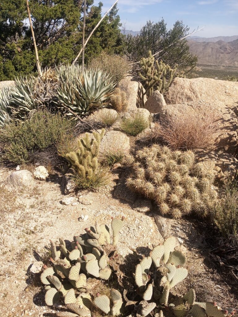 Le PCT Trail (Pacific Crest Trail) : guide et récit