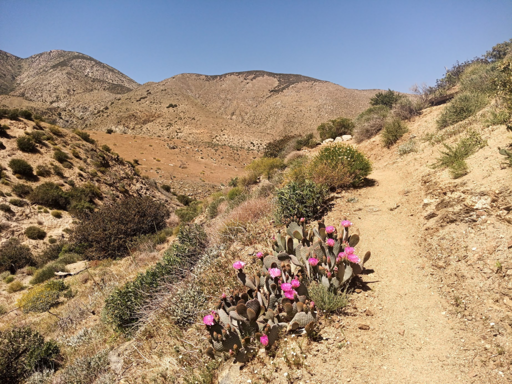 Le PCT Trail (Pacific Crest Trail) : guide et récit