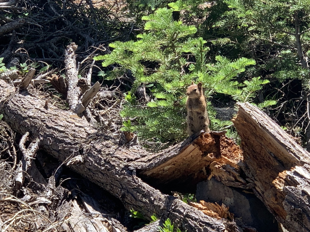 Le PCT Trail (Pacific Crest Trail) : guide et récit
