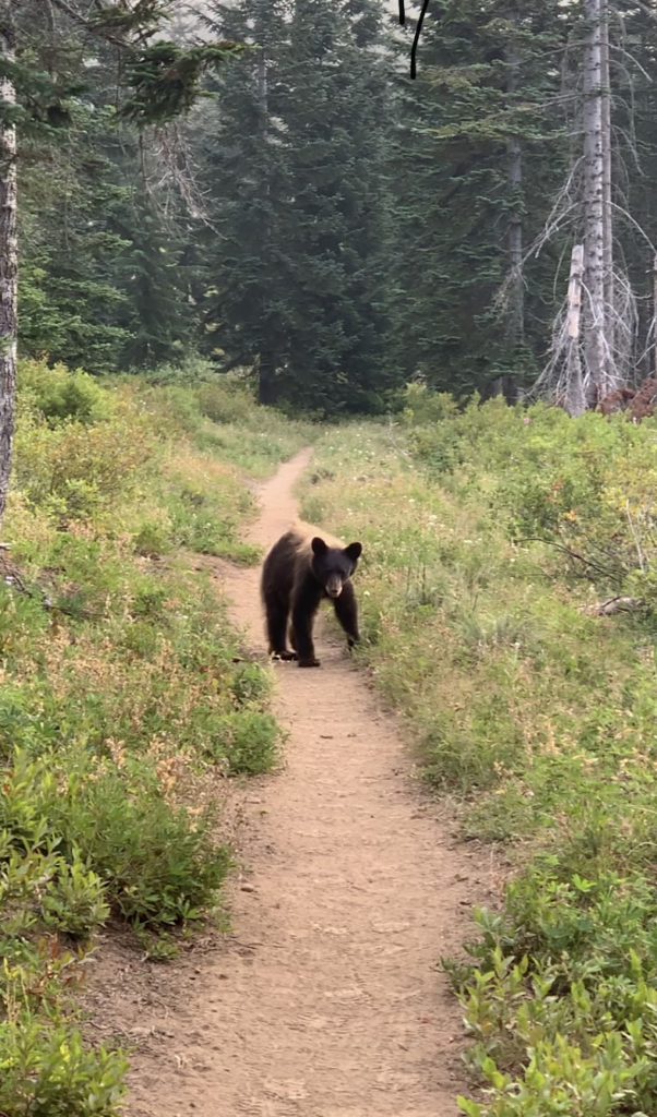 Le PCT Trail (Pacific Crest Trail) : guide et récit