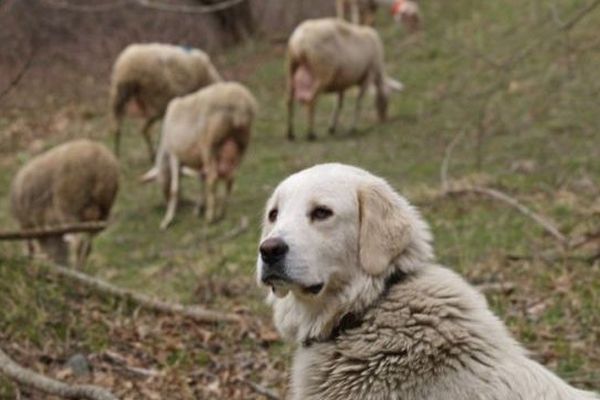 Que faire face à un patou en randonnée ?