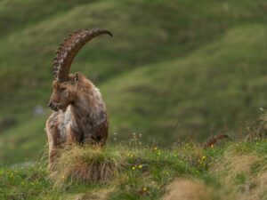Bouquetin des Alpes : où et comment l'observer en montagne ?