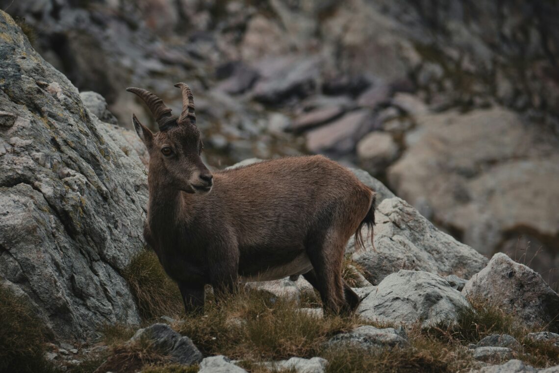 Bouquetin des Alpes : où et comment l'observer en montagne ?
